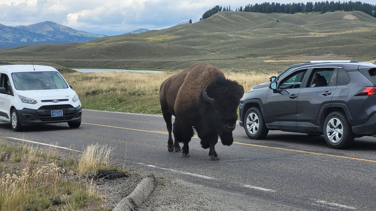 Im Yellowstone Nationalpark