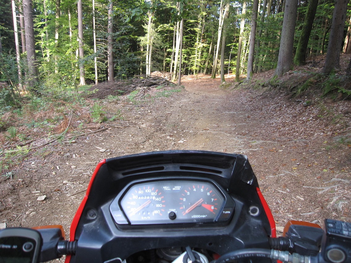 Mit meiner "zivilen" Domi im Wald im slowenischen Hinterland...