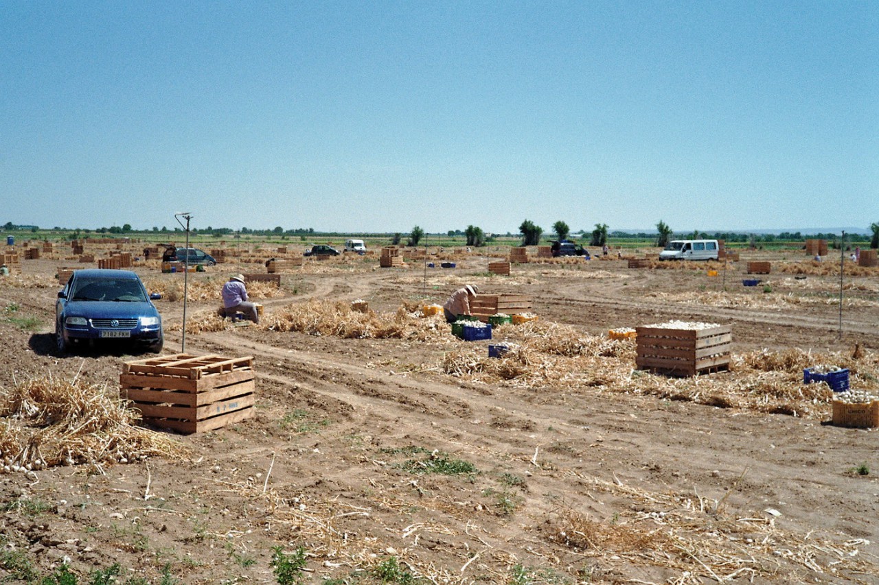 Knoblauchernte vor Albacete