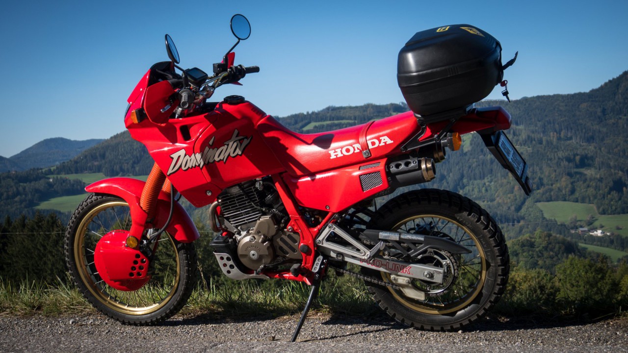 Dominator rot schwarz_25.jpg