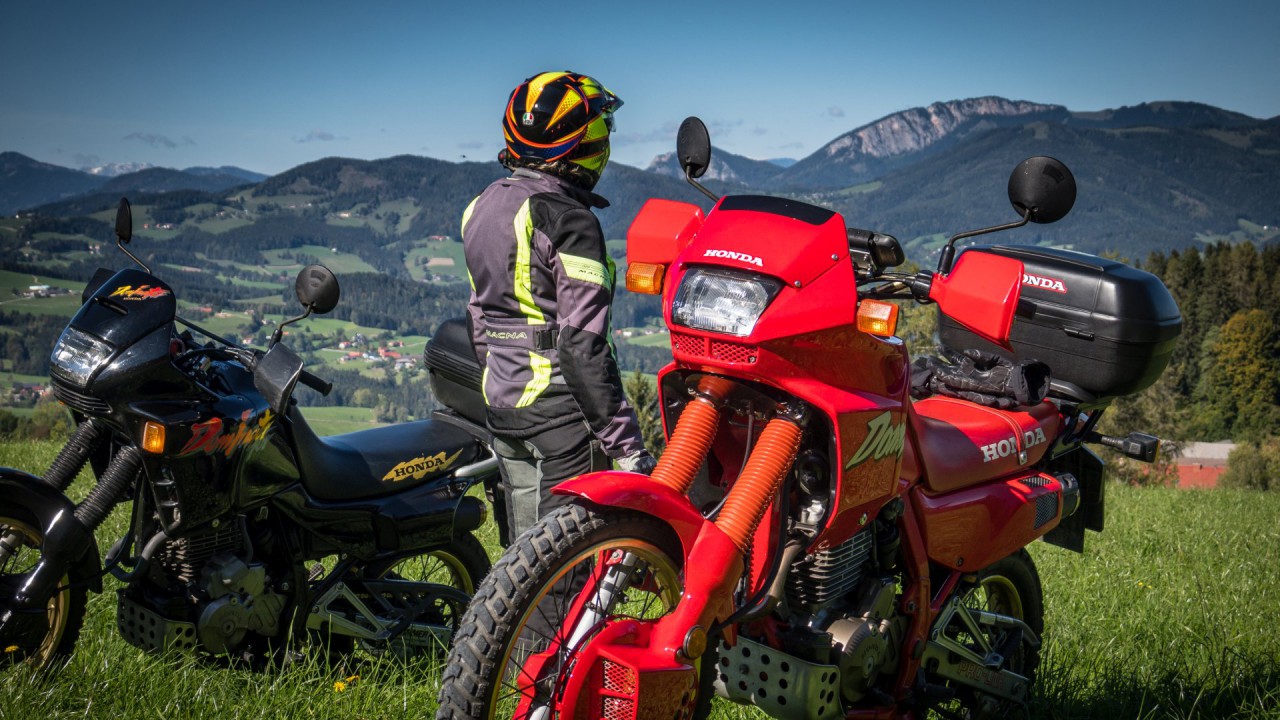 Dominator rot schwarz_44.jpg
