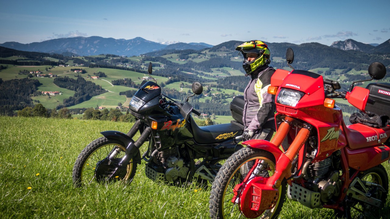 Dominator rot schwarz_49.jpg