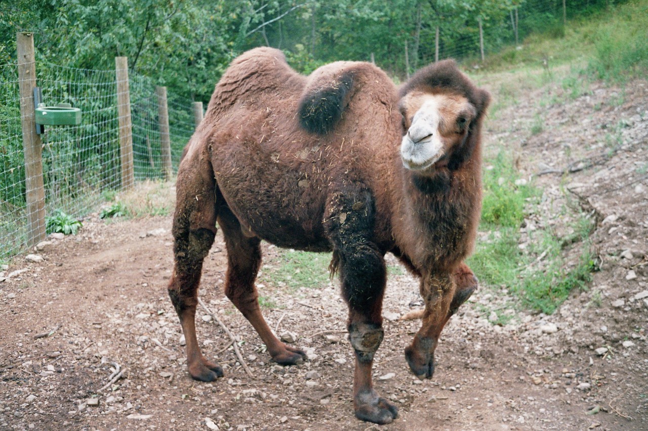 im Tierpark von Casteil