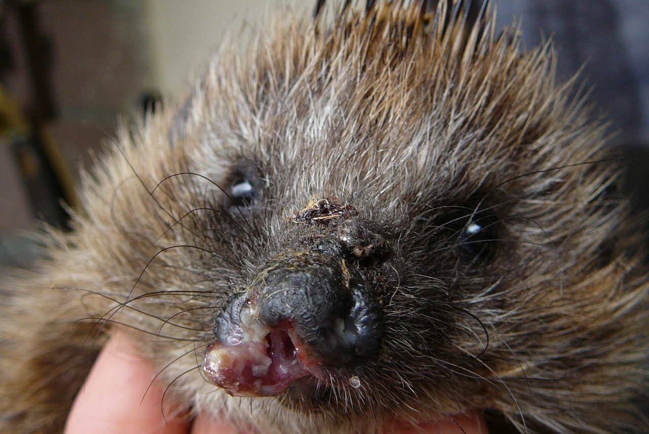 Igel nach Kontakt mit einem Mähroboter