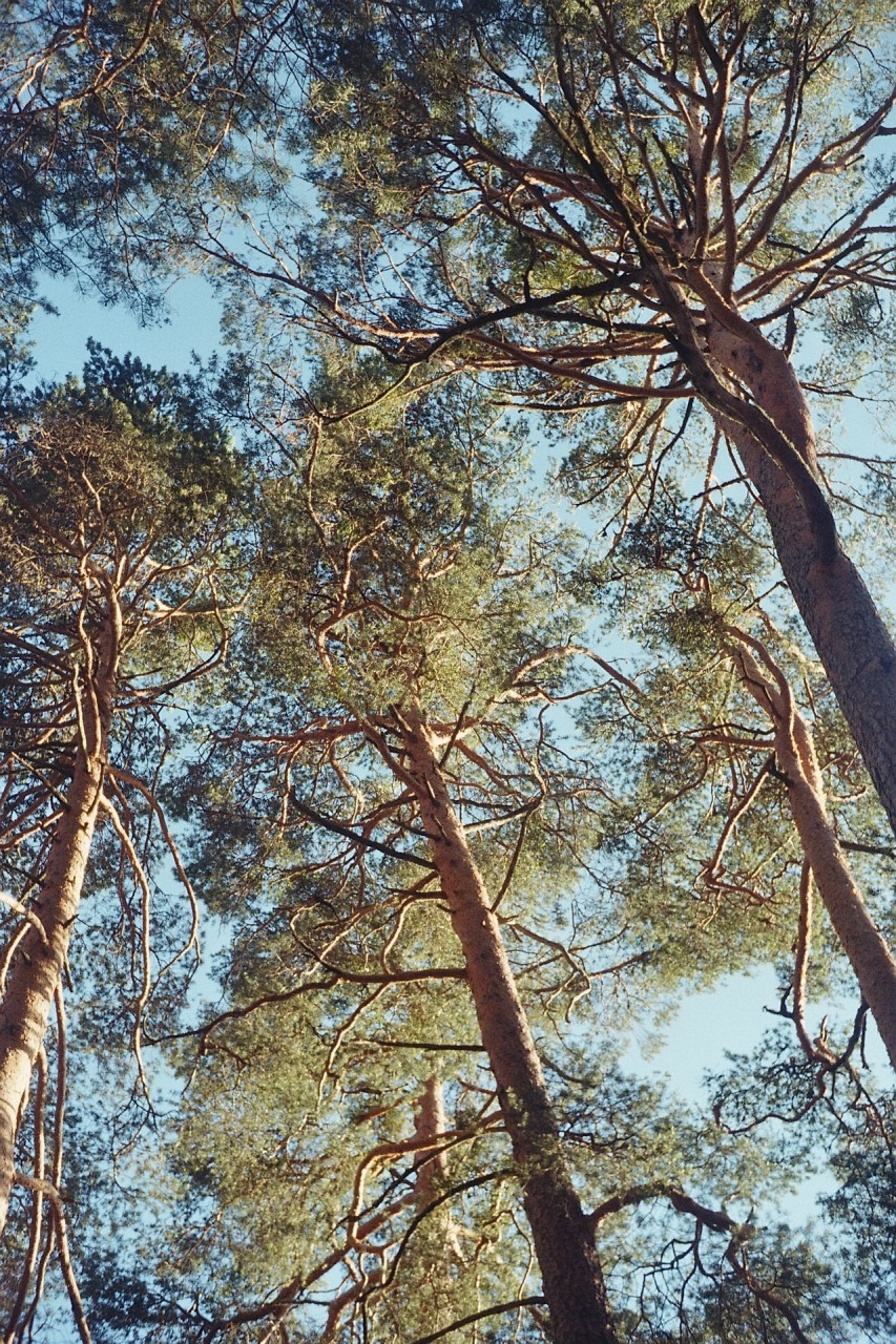 Überm Zelt toben die Eichhörnchen
